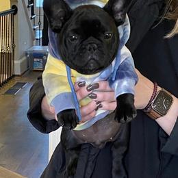 French Bulldog Puppies from Susan's Pups