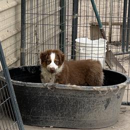 Sissy's Red Tri Boy 1 - Red tri-color male Australian Shepherd puppy in Mt. Pleasant, Utah from WildeOak Aussies