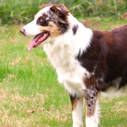 Marlie Mae - Australian Shepherd