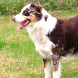 Marlie Mae - Australian Shepherd