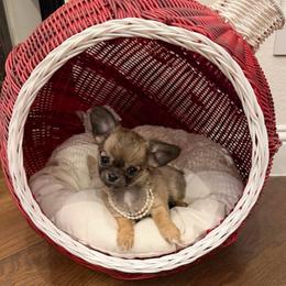 AKC Tea cup Goldie 7,500 - Chocolate sabled fawn female Chihuahua puppy in Burleson, Texas from Tiny Diiamond Chihuahua