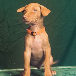 Sonic x Surf male puppy - Chestnut male Pharaoh Hound puppy in Vancouver, Washington from Nefer-Temu Pharaoh Hounds