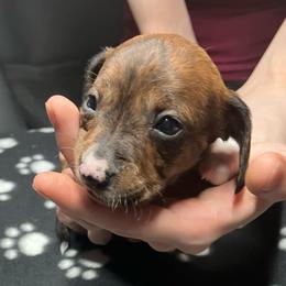 Purple - Piebald female Dachshund puppy in Saint Albans, Maine from Australian Cattle Cuties and littles