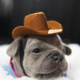 Luigi - Blue male French Bulldog puppy in Joliet, Illinois from MarvelousFrenchies