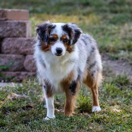 Olive - Toy Australian Shepherd
