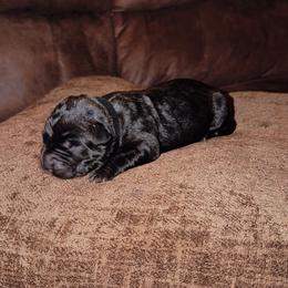 Female 5 - Black female Cane Corso puppy in Jasper, Alabama from C&M Cane Corso