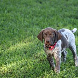 German Shorthaired Pointer Puppies from Mancandy German Shorthairs