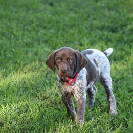 German Shorthaired Pointer Puppies from Mancandy German Shorthairs