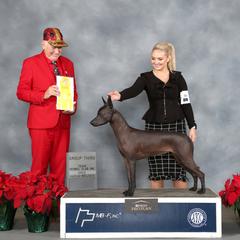 Khaleesi - Xoloitzcuintli