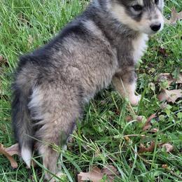 Female 5 - female Native American Indian Dog puppy in Glade Hill, Virginia from Indian Valley Kennels