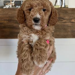 Birdie - Red  female Goldendoodle puppy in Lindon, Utah from Ruby’s Minidoodles LLC