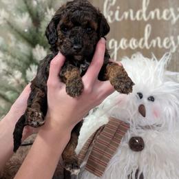 Cupid - Black and tan male Cavapoo puppy in Coshocton, Ohio from Forever Family Puppies