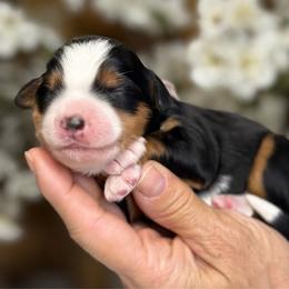 Gia - Tri-color female Bernedoodle puppy in Yuciapa, California from AlltheDoodlez_