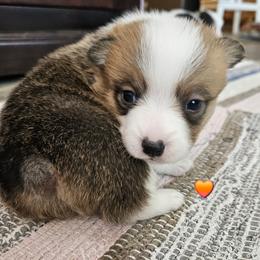 Oates - Red male Pembroke Welsh Corgi puppy in Frontenac, Kansas from Holloway Corgis