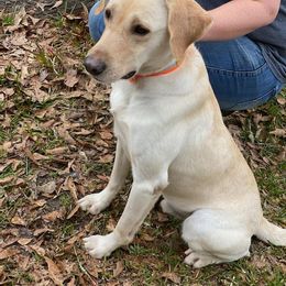 Labrador Retriever Puppies from Down South Retrievers