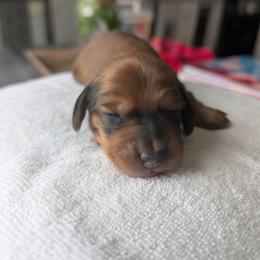 Autumn - Wild boar female Dachshund puppy in Waddell, Arizona from The Bearded Companions