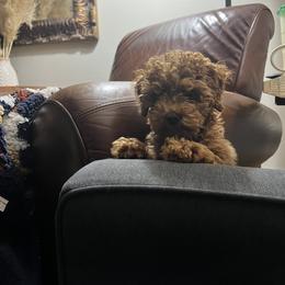 Goldendoodle and Maltipoo Puppies from Jessica's Maltipoo and Goldendoodle