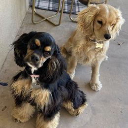 Cockapoos, Cocker Spaniels, and Poodles from Desert Puppies