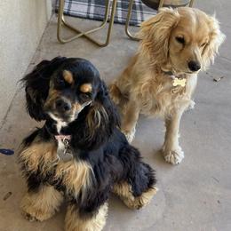 Cockapoos, Cocker Spaniels, and Poodles from Desert Puppies