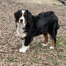Naughty - Bernese Mountain Dog