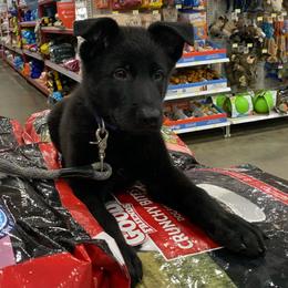 Male puppy - Black male German Shepherd puppy in Effingham County, Illinois from Delaney Working Dogs