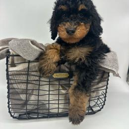 Prince Charming - Tri-color male Bernedoodle puppy in Austin, Texas from Doodles of Central Texas