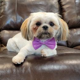 Fran - Shih Tzu