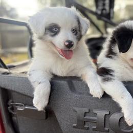 Miniature Australian Shepherd Puppies from Peace Creek Aussies