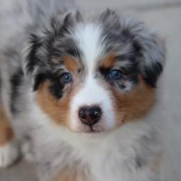 Blueberry - Blue merle female Australian Shepherd puppy in Colorado from Firestone Australian Shepherds
