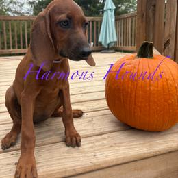 Presley - Red female Redbone Coonhound puppy in Mount Pleasant, Texas from Harmons Hounds