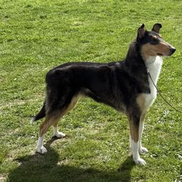 Collies from Winterberry Collies