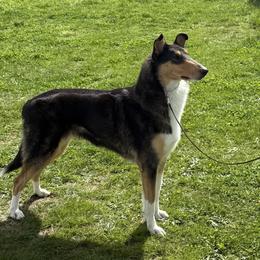 Collies from Winterberry Collies