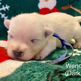 Wenceslas (Dark Blue) - White male West Highland White Terrier puppy in Jefferson, North Carolina from McGuire’s High Country Terriers