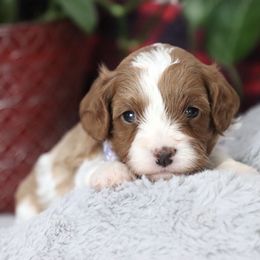 Grace - Blenheim female Cavapoo puppy in Green Forest, Arkansas from Horseshoe Drive Kennel