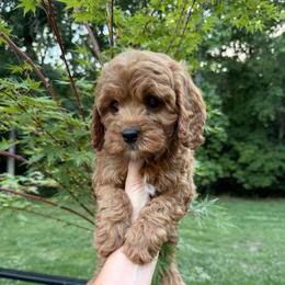 Aurora - Red female Cavapoo puppy in Midland, North Carolina from Rocky River Cavapoos