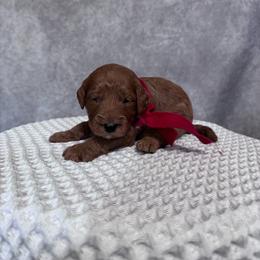 Boy 6 Pick- Med. Goldendoodle - Red  male Goldendoodle puppy in Piedmont, South Carolina from The Farm at Saluda Ridge