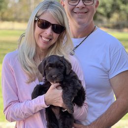 Lucky Country Elsie (Green Collar Girl) - Chocolate Australian Labradoodle puppy in Wake Forest, North Carolina from Lucky Country Labradoodles