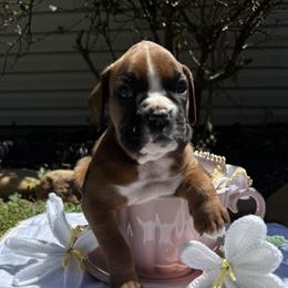 Boxer Puppies from Bellmont Boxers East TN