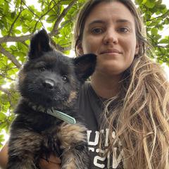 German Shepherd Puppies from Oahu German Shepherds