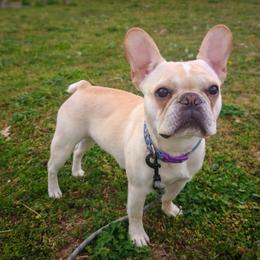 Betty - French Bulldog