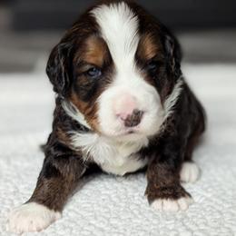 Gray - Tri-color male Bernedoodle puppy in Connecticut from Valley View Doodles