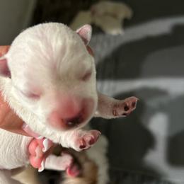 Pink tail - White female West Highland White Terrier puppy in Loxley, Alabama from Dixieland Westies