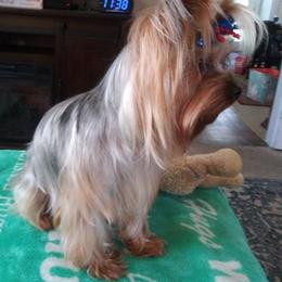 Yorkshire Terriers from Hammock Hill Farm