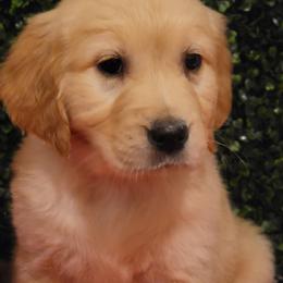 Golden Retriever Puppies from Bear Ridge Kennels