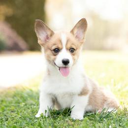 Mint Collar - Virginia - Sable female Pembroke Welsh Corgi puppy in Waverly Hall, Georgia from 6g Ranch Corgis