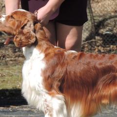 Welsh Springer Spaniels from Xanadu
