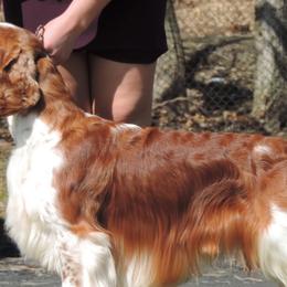 Welsh Springer Spaniels from Xanadu