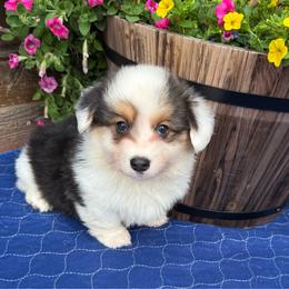 Ike-fluffy - Black and tan male Pembroke Welsh Corgi puppy in Stillwater, Oklahoma from Steele Family Farms