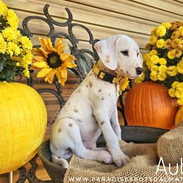Autumn (Lemon Spotted) - White and lemon female Dalmatian puppy in Salem, Missouri from Paradise Spots Dalmatians