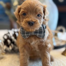 K Blue Boy - Red  male Goldendoodle puppy in Lewisville, Texas from Texas Goldendoodle Lovers